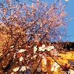 Vila Veselova, City Center Lubiana