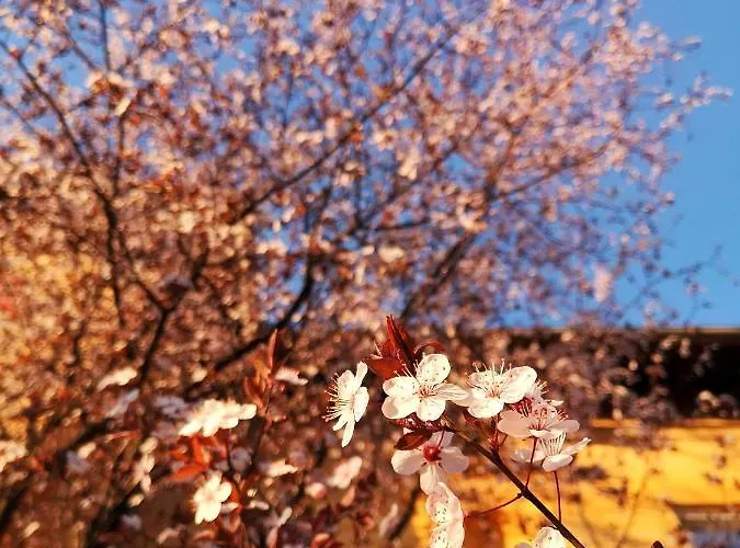 Vila Veselova, City Center Laibach